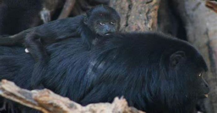 Investigan muerte de monos en Tabasco y Chiapas por posible golpe de calor o desnutrición