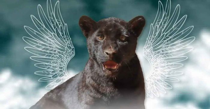 Mata inundación de aguas negras a jaguar en Zoológico de Morelia