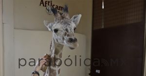 Da Sergio Salomón la bienvenida a la jirafa “Benito”