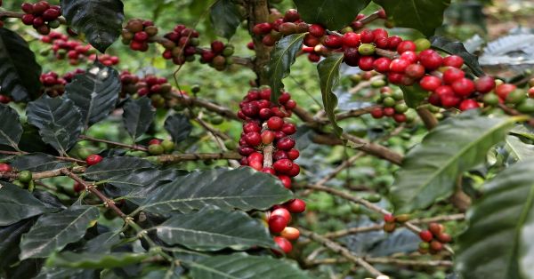 Crece 72% producción de café en Puebla para 2023: SDR