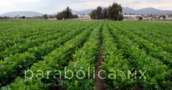 Relegó la 4T a organizaciones campesinas: fundación “Úrsulo Galván”