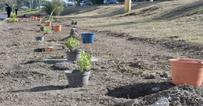 Siembran 14 mil &aacute;rboles en la capital poblana del programa "Aire Joven"