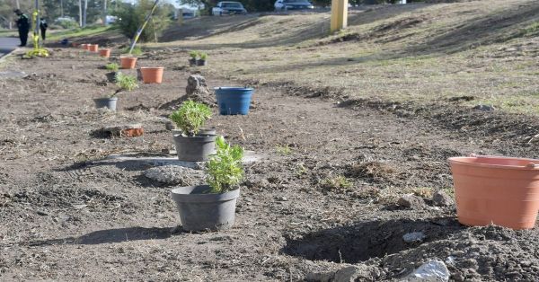 Siembran 14 mil &aacute;rboles en la capital poblana del programa "Aire Joven"