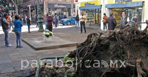 Colocan altar en memoria de Santiago, víctima de la caída de un árbol en el Centro Histórico