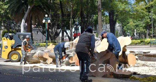 Termina en una ma&ntilde;ana la historia de un &aacute;rbol de 100 a&ntilde;os