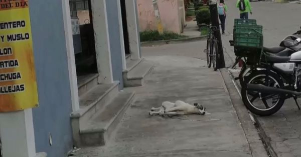 Dan balazo a un perro afuera de una carnicería