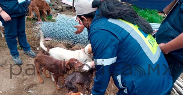 Rescatan a más de 100 perros maltratados en un predio de Topilejo, Tlalpan