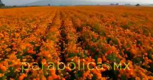 Arranca el corte de flor de cempasúchil en San Pedro Cholula