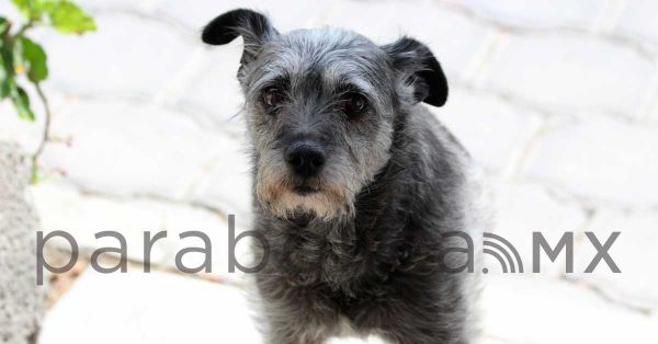 Denuncia el maltrato animal, Ayuntamiento de Puebla te dice c&oacute;mo