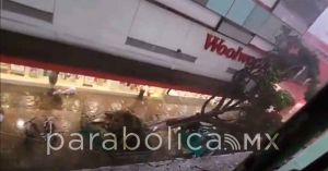 VIDEO: Captan momento exacto de la caída de árbol en el Centro Histórico