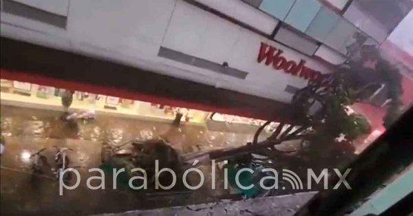 VIDEO: Captan momento exacto de la ca&iacute;da de &aacute;rbol en el Centro Hist&oacute;rico
