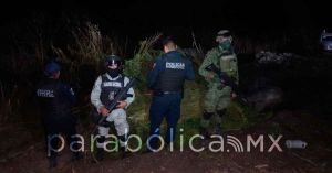 Aseguran un terreno con marihuana en San Andrés Azumiatla