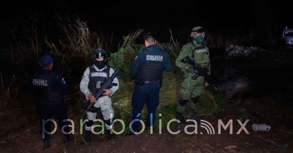Aseguran un terreno con marihuana en San Andrés Azumiatla