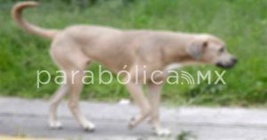 Habla Alejandro Carvajal de los perros callejeros en Puebla