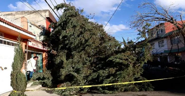 Contabiliza Protecci&oacute;n Civil 14 &aacute;rboles ca&iacute;dos por lluvias del mi&eacute;rcoles