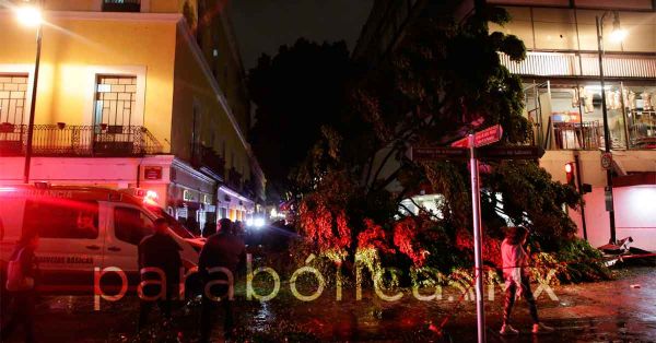 Rechaza ERP abandono a familia de menor muerto por ca&iacute;da de &aacute;rbol