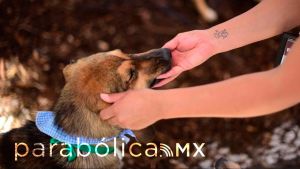 Resolución histórica: Emite Puebla primera sanción administrativa por crueldad animal