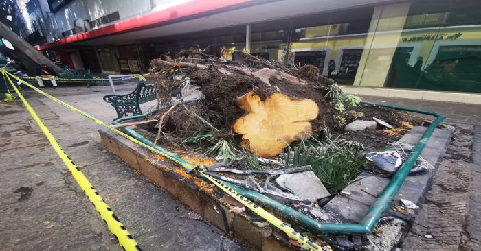 Talan seis &aacute;rboles en el z&oacute;calo y centro de la capital poblana