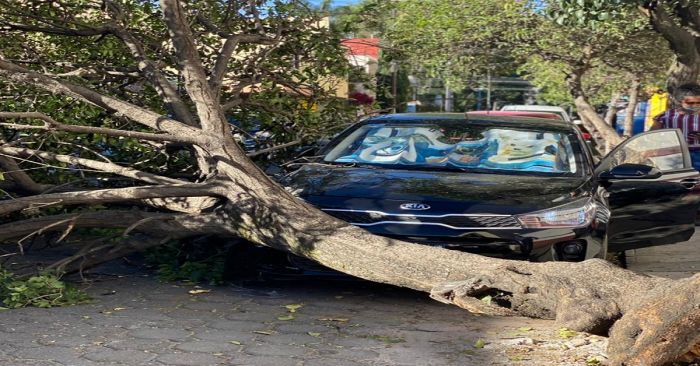 Colapsa árbol y aplasta un KIA en la 6 Norte