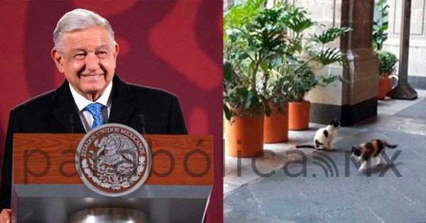 Se cuidan mucho a los gatitos que viven en Palacio Nacional, asegura López Obrador