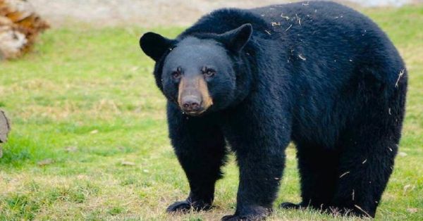 Matan a pequeño oso negro que buscaba agua y comida en Coahuila