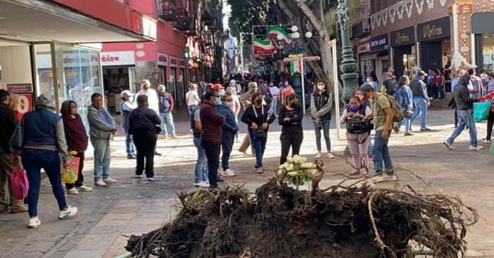 Hasta que FGE concluya investigación será retirado tronco de la 5 de Mayo