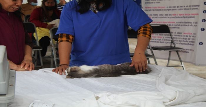 Llevan más de tres mil gatos esterilizados en jornadas gratuitas en la capital poblana