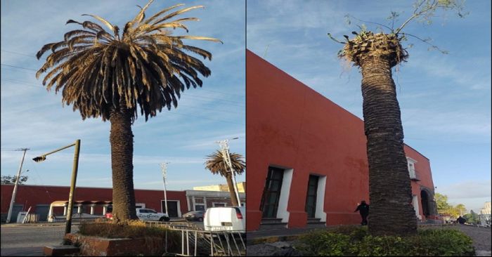 Acatará Eduardo Rivera denuncias por ecocidio de 18 palmeras en el Barrio del Alto