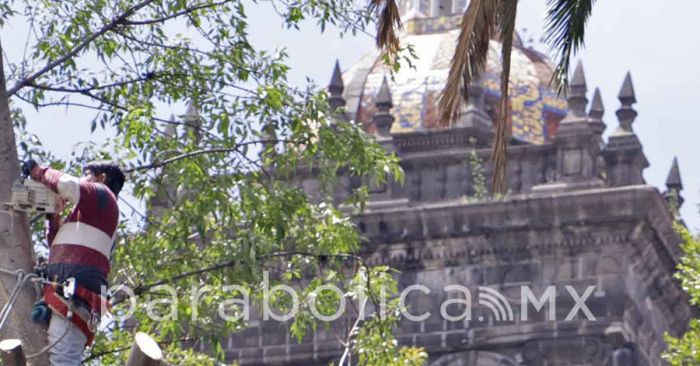 Tala ayuntamiento 5 &aacute;rboles en el z&oacute;calo durante la madrugada