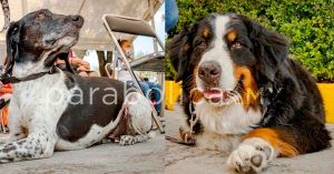 Suman a Laika y Klein, perritos del Grupo K9, a terapia del DIF Municipal