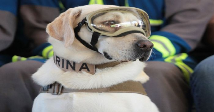 Murió Frida, perrita rescatista de la Marina