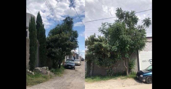 Piden retirar ramas de un árbol en la Hermanos Serdán