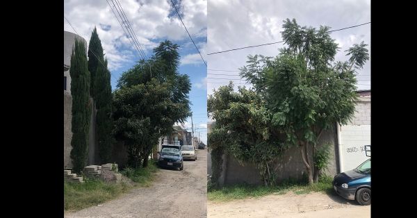 Piden retirar ramas de un árbol en la Hermanos Serdán