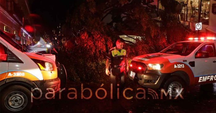 Confirma ayuntamiento el deceso de un joven por la caída de árboles