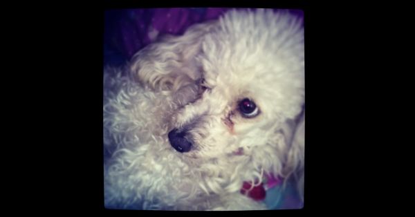 Vinculan a Manuel N. a proceso por privar de la vida a un perro al sur de la ciudad