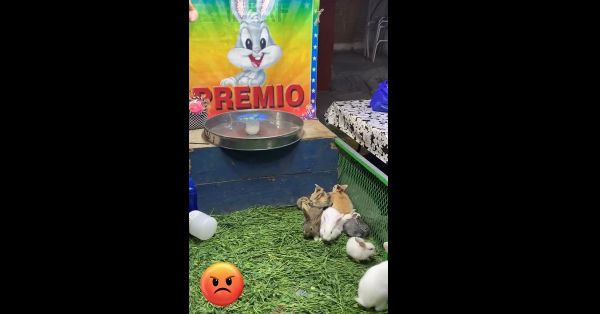 Acusan de explotaci&oacute;n animal en la Feria de La Margarita