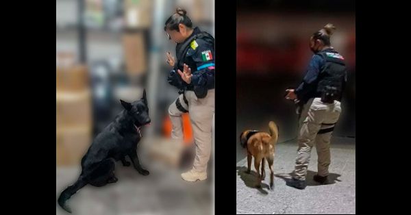 Detecta unidad K9 dos kilos de marihuana en la CAPU