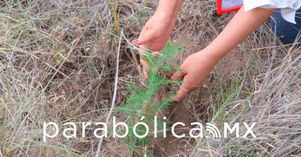 Inicia el programa reforestación estatal en el Parque Estatal “Flor del Bosque”