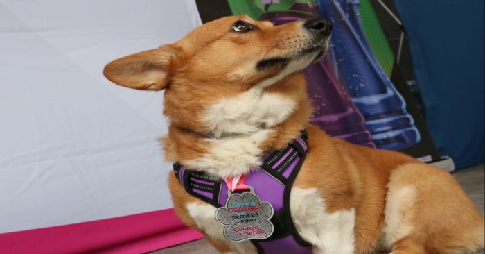 Conoce la playera y medalla de la carrera &quot;Contigo y tus perritos&quot;