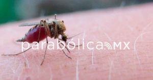 Acumula Puebla 17 nuevos casos de dengue en un día