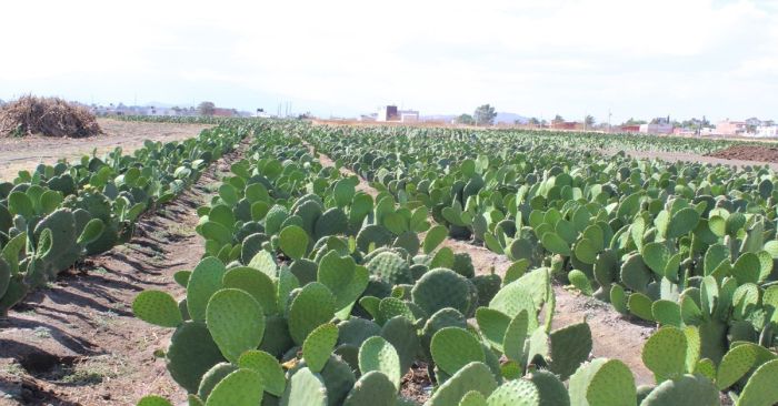 Impulsan cooperativas agrícolas en San Andrés Cholula