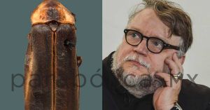 Nombra UNAM nueva especie de luciérnaga “Guillermo del Toro”