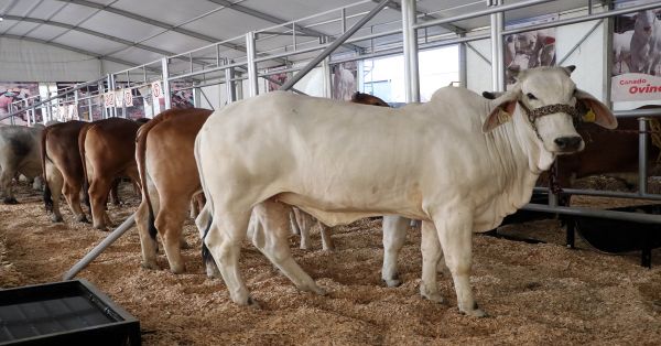 Puedes disfrutar en la Feria de Puebla del Pabellón Agroindustrial y Expo Ganadera