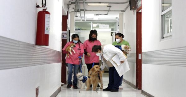 Te presentamos al escuadrón canino de terapia del Hospital Pediátrico de Coyoacán