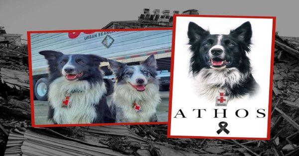 Buscan en Turquía a sobrevivientes los perritos rescatistas hijos de Athos
