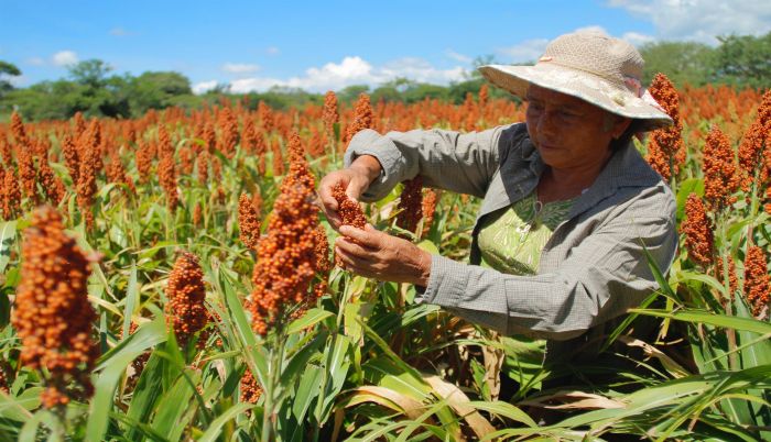 Impulsa gobierno de Puebla producción de sorgo en la Mixteca