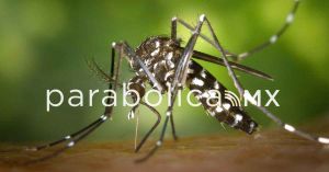 Existe transmisión del virus del dengue en 80 municipios del estado: Salud