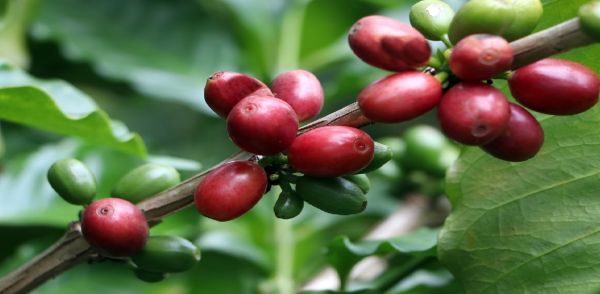 Inicia gobierno de Puebla muestreo para conocer producción de café