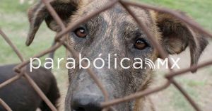Suma Puebla 22 años sin casos de rabia humana transmitida por perro
