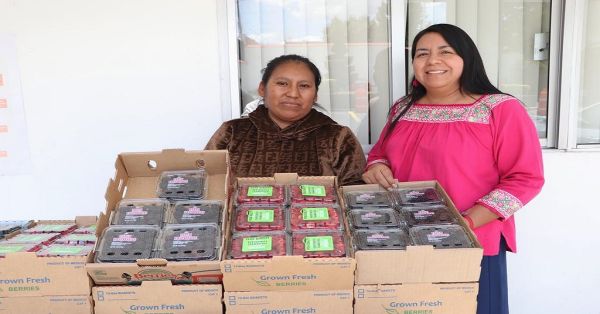 Promueven en Puebla consumo local de frambuesas y zarzamoras